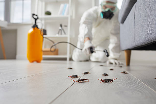 Commercial Rodent Management in Maysville